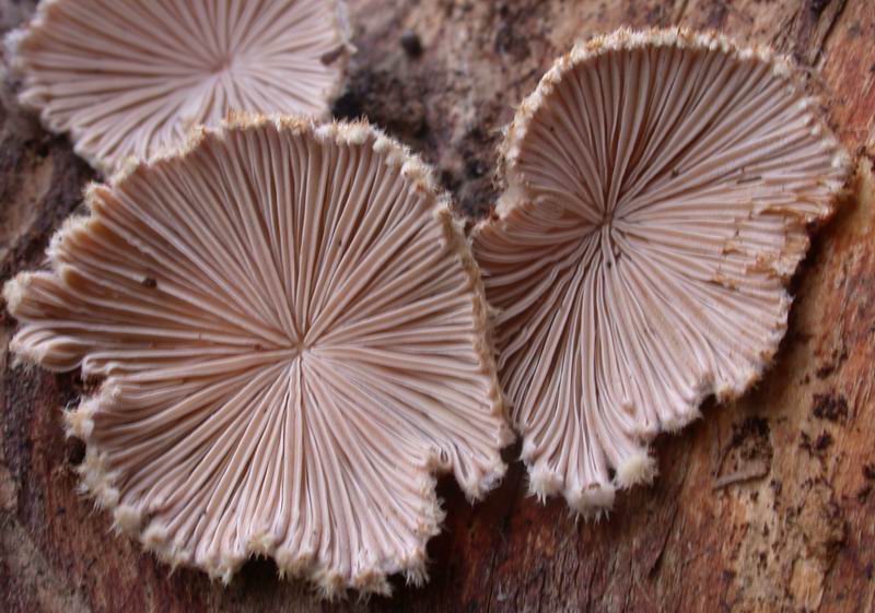 Primi ritrovamenti..... (Schizophyllum commune)